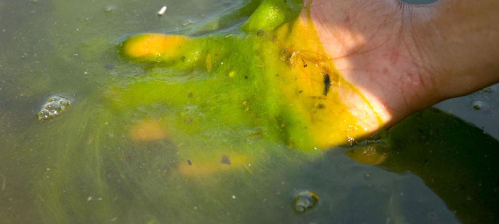 Algae bloom in pool