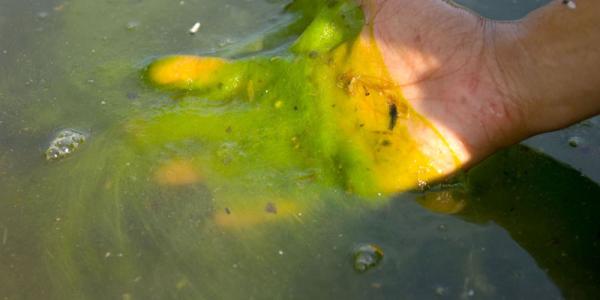 Algae bloom in pool